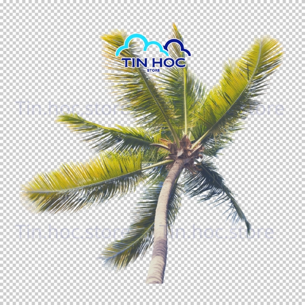 Mẫu Cây Dừa Vector Thiết Kế Sáng Tạo