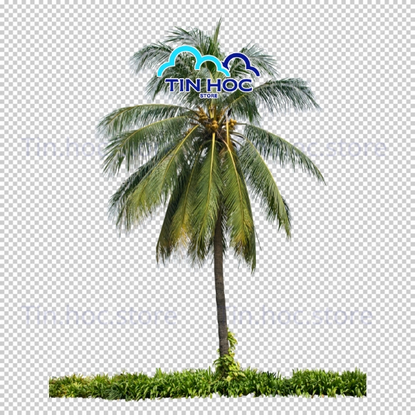Mẫu Cây Dừa Vector Định Dạng AI EPS