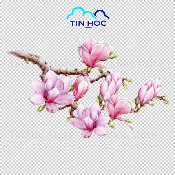 Hoa Đào Vector Nền Trong Suốt