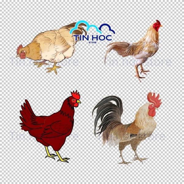 Con gà vector minh họa truyền thống