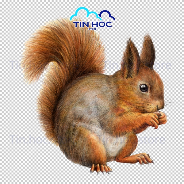 Mẫu con sóc vector hoạt hình nền trắng
