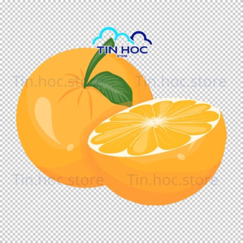 Mẫu quả cam vector dành cho in ấn