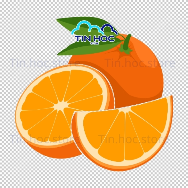 Mẫu quả cam vector trang trí nền thiết kế