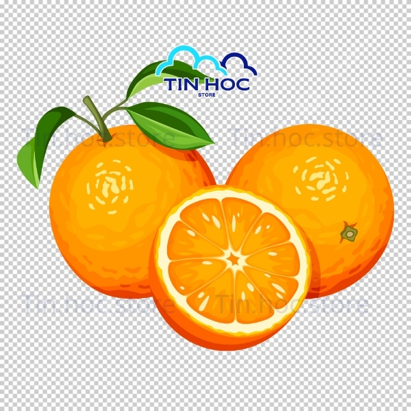 Mẫu quả cam vector nước cam ép