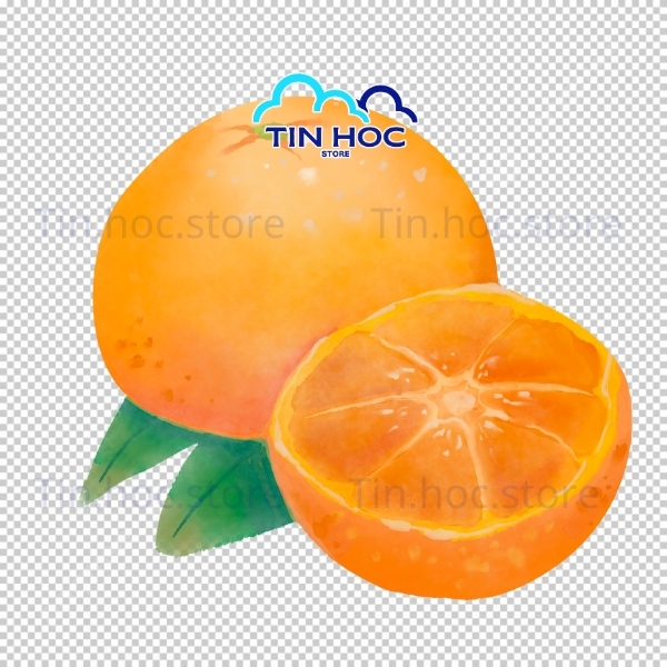 Mẫu quả cam vector cho poster quảng cáo