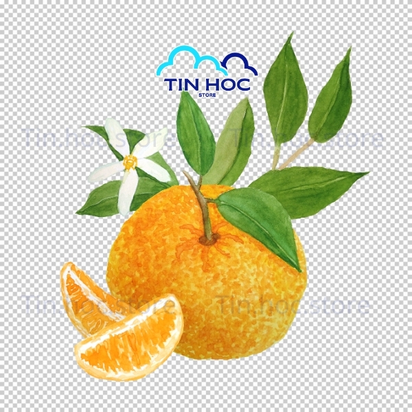 Mẫu quả cam vector thân thiện thiếu nhi