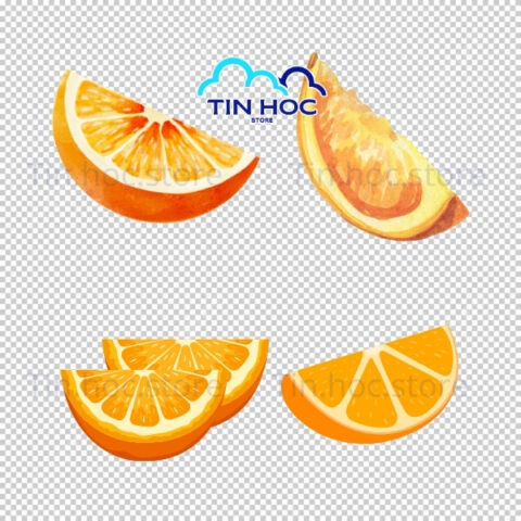 Mẫu quả cam vector dùng cho infographic