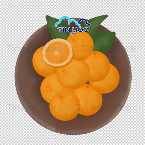 Mẫu quả cam vector bộ sưu tập trái cây