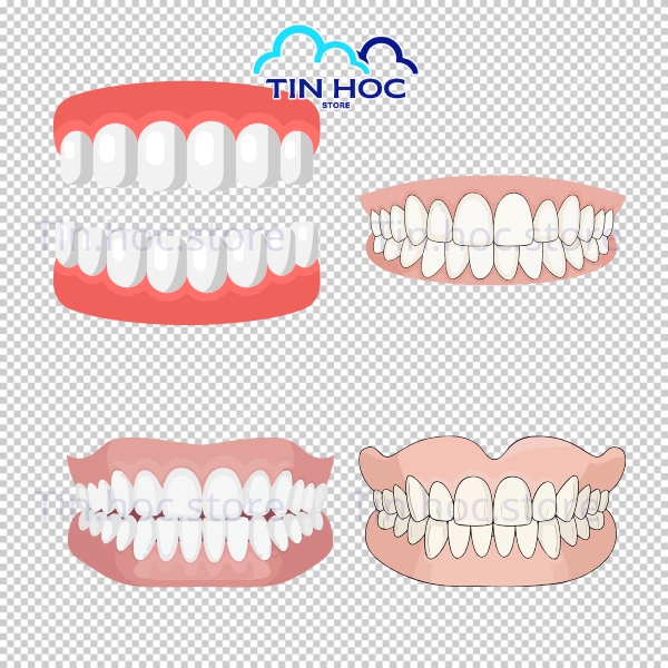 Mẫu răng vector minh họa giáo dục nha khoa