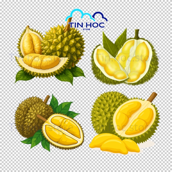 Sầu riêng vector vẽ tay nghệ thuật