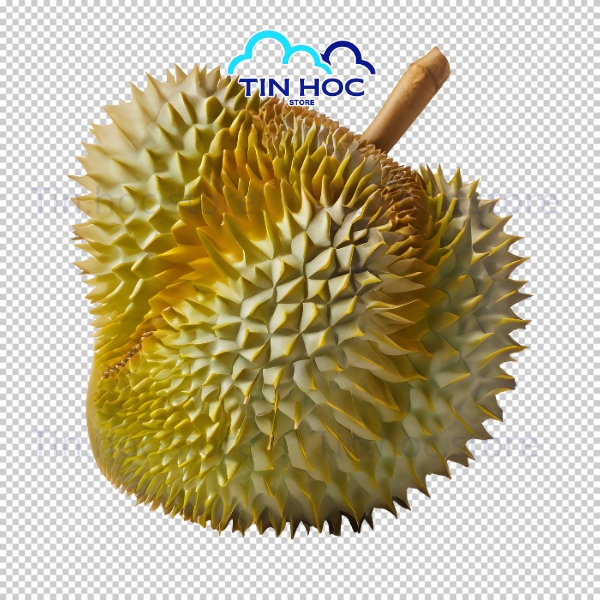 Sầu riêng vector dùng cho thiết kế logo