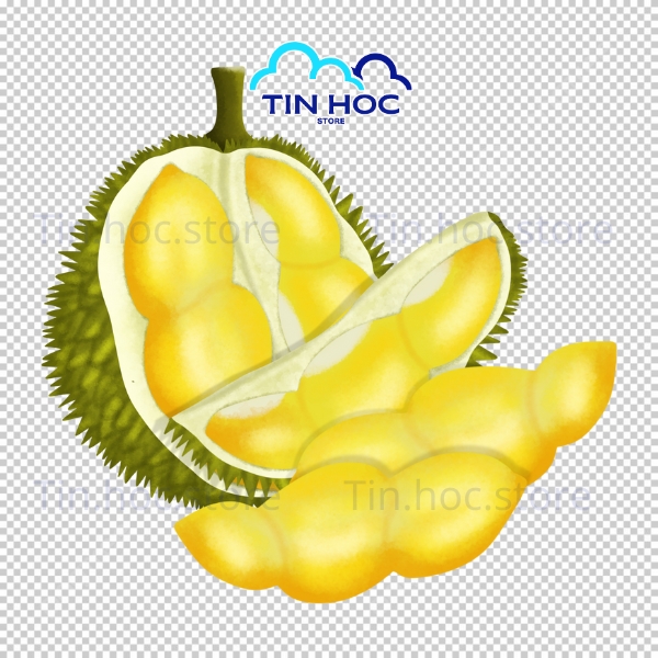 Sầu riêng vector thiết kế poster quảng cáo