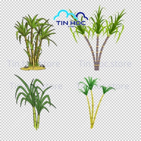Mẫu cây mía vector sáng tạo đa mục đích