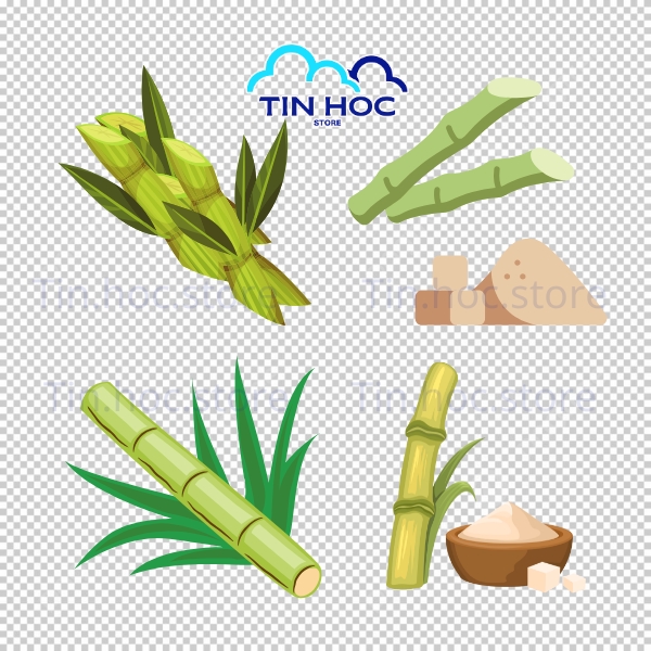 Mẫu cây mía vector phong cách phẳng hiện đại