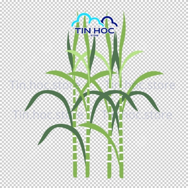 Mẫu cây mía vector dùng trong giáo dục