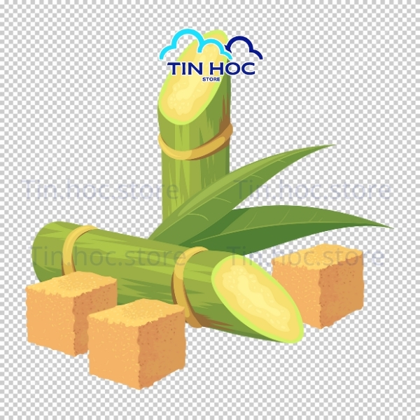 Mẫu cây mía vector vẽ tay nghệ thuật