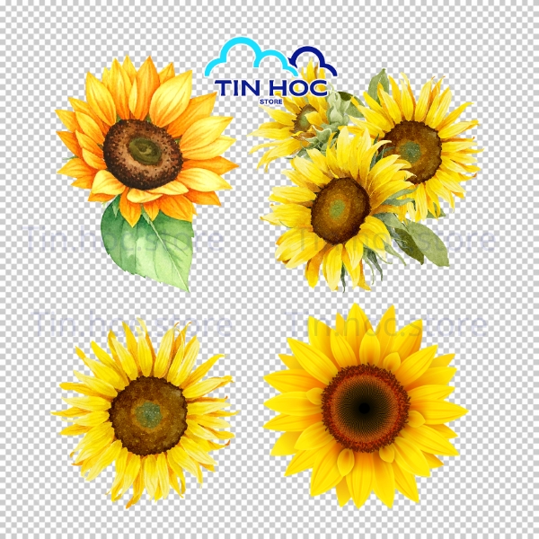 Mẫu Hoa Hướng Dương Vector Tông Màu Vàng Ấm