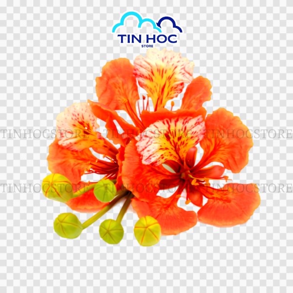 Mẫu bông hoa phượng đỏ vector tách nền đẹp Mẫu bông hoa phượng đỏ vector tách nền đẹp