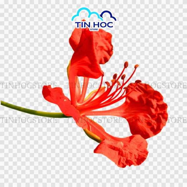 Vector hoa phượng đẹp Vector hoa phượng đẹp