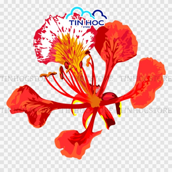 Mẫu hoa phượng vector PNG tách nền Mẫu hoa phượng vector PNG tách nền