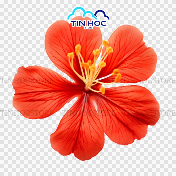 Bông hoa phượng vector đẹp Bông hoa phượng vector đẹp