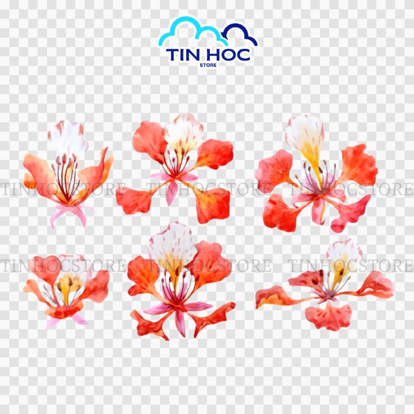 Mẫu hoa phượng đỏ vector PNG tách nền Mẫu hoa phượng đỏ vector PNG tách nền