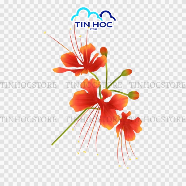 Hoa phượng vector PNG sắc nét Hoa phượng vector PNG sắc nét