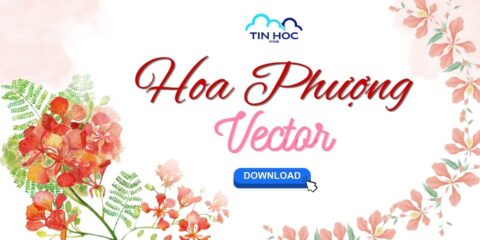 Tải hình ảnh hoa phượng vector đẹp, PNG tách nền