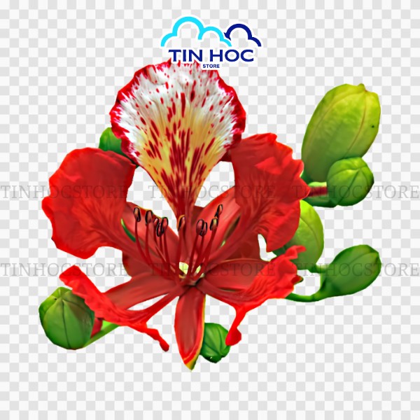Mẫu hoa phượng vector ảnh tách nền PNG thực tế Mẫu hoa phượng vector ảnh tách nền PNG thực tế