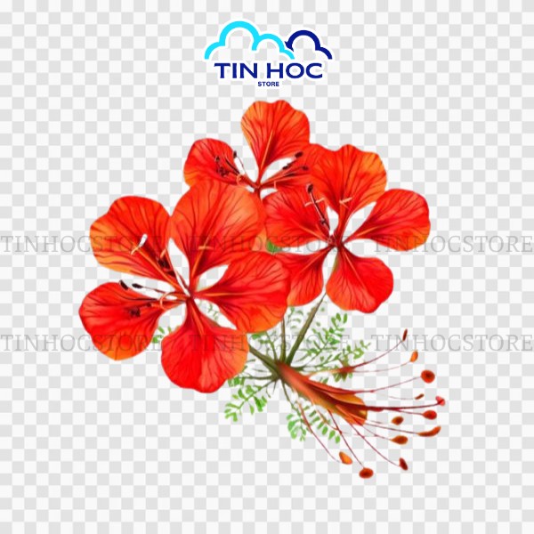 Mẫu vector hoa phượng đỏ tách nền PNG sắc nét Mẫu vector hoa phượng đỏ tách nền PNG sắc nét