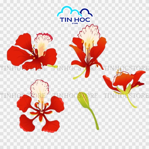 Tải hoa phượng vector tách nền PNG miễn phí Tải hoa phượng vector tách nền PNG miễn phí