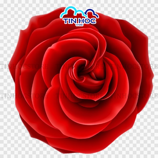 Mẫu hoa hồng vector tách nền