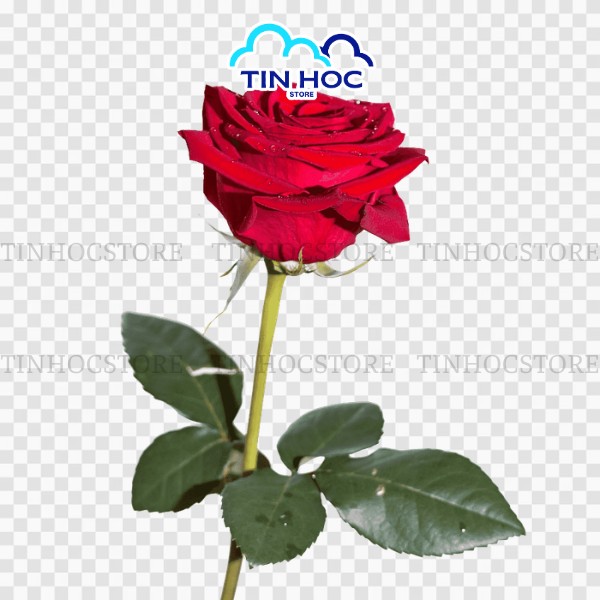 Cành hoa hồng vector tách nền