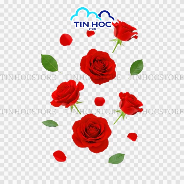 Mẫu vector hoa hồng đổ tách nền PNG