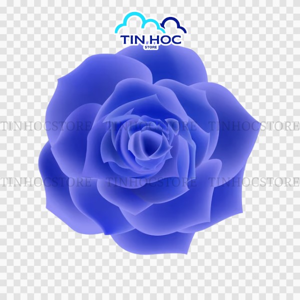 Mẫu hoa hồng vector PNG đẹp