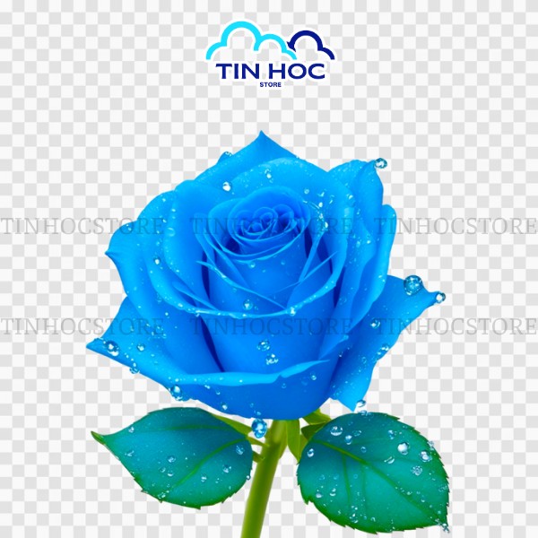 Hình hoa hồng xanh vector đẹp