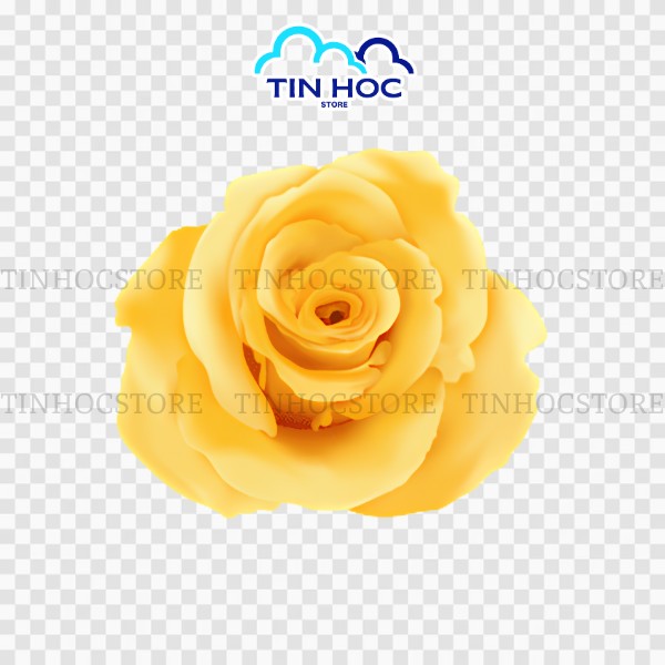 Mẫu vector hoa hồng vàng 3D tách nền đẹp