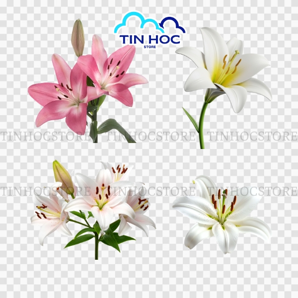 Hoa Ly Vector Nét Vẽ Mềm Mại Cho Thiết Kế