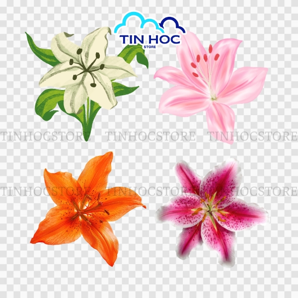 Hoa Ly Vector Phong Cách Tối Giản