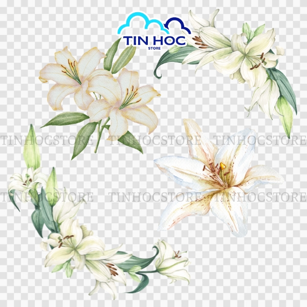 Mẫu Hoa Ly Vector Tươi Sáng Và Thanh Nhã