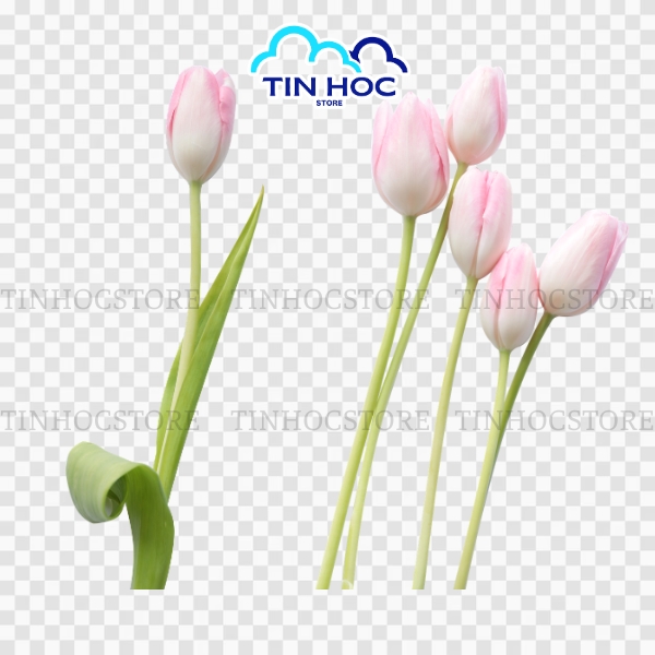 Mẫu hoa tulip trắng tinh khôi cho không gian nhẹ nhàng