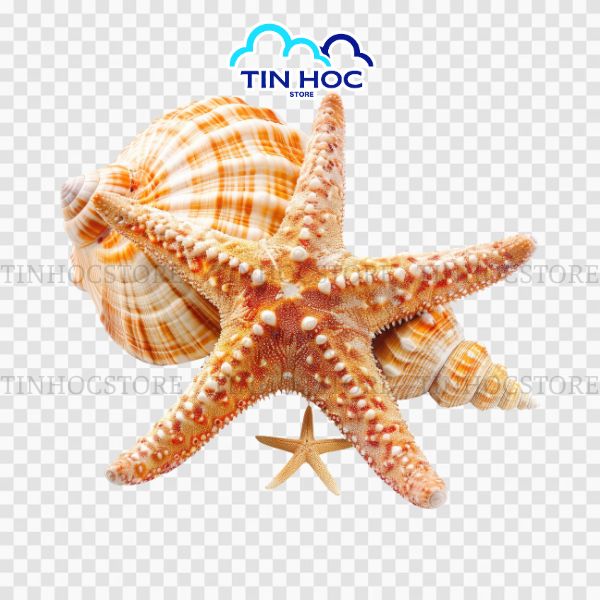 Mẫu vector sao biển cao cấp này giúp thiết kế menu nhà hàng thêm thu hút hơn