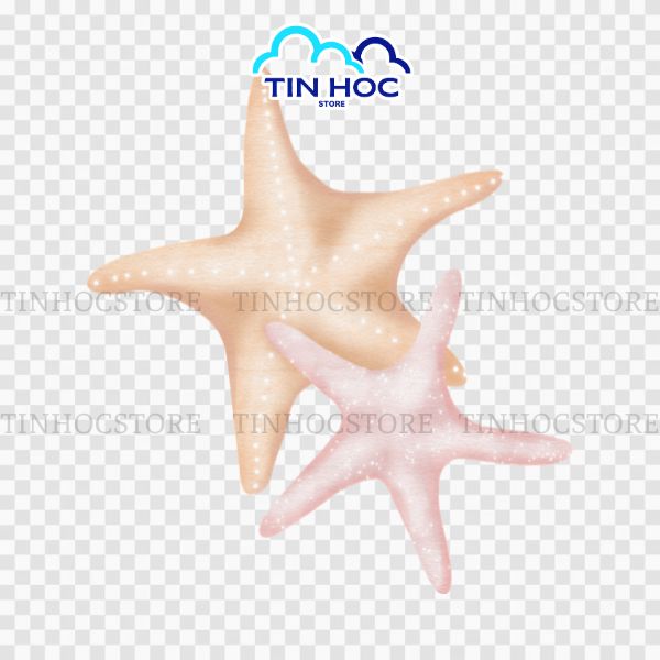 Mẫu bản vẽ sao biển PNG không nền hỗ trợ ghép hình sản phẩm vô cùng nhanh