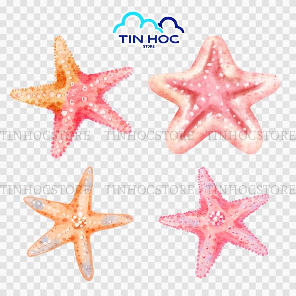 Mẫu sao biển vector sinh động này giúp chiến dịch quảng cáo mùa hè thành công