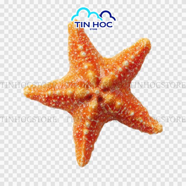 Các phong cách sao biển vector phổ biến nhất hiện nay