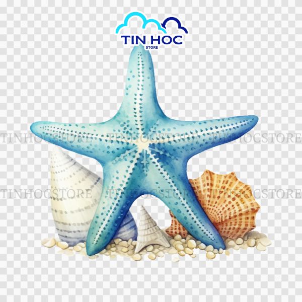 Mẫu sao biển, nghêu, ốc vector PNG tách nền sẵn cho thiết kế tiện lợi