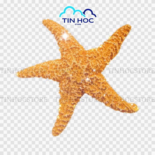 Mẫu vector sao biển chất lượng cho phép phóng to tối đa mà không lo vỡ nét